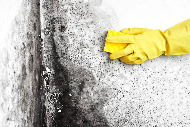 Best Black Mold Removal  in West Jefferson, OH