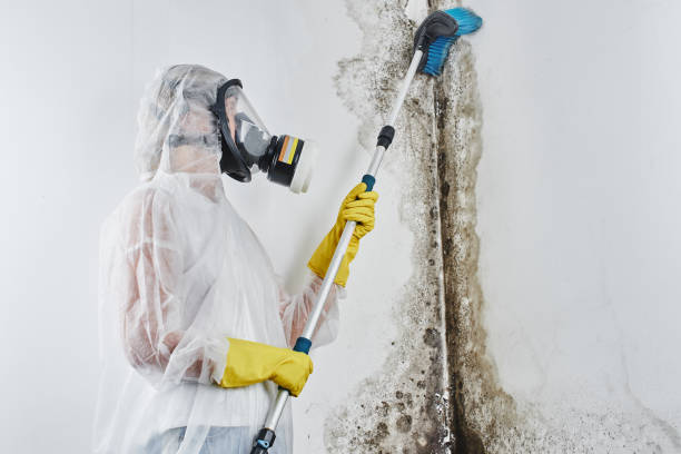 Home Mold Removal in West Jefferson, OH