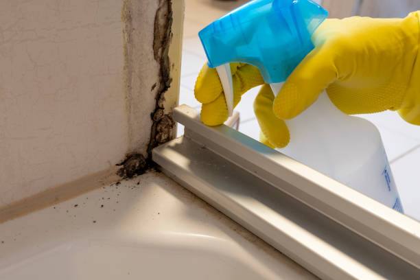 Best Attic Mold Removal  in West Jefferson, OH