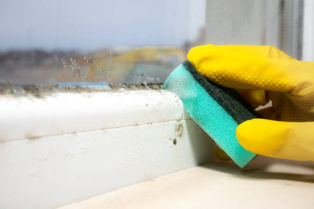 Best Fast Mold Removal  in West Jefferson, OH