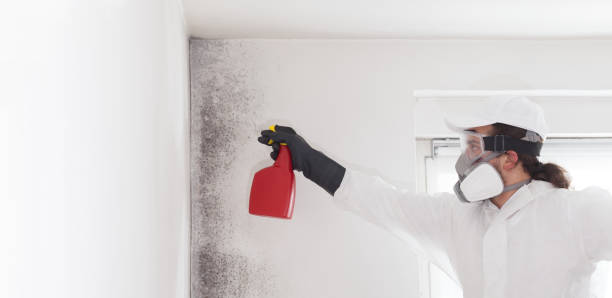 Best Professional Mold Removal  in West Jefferson, OH