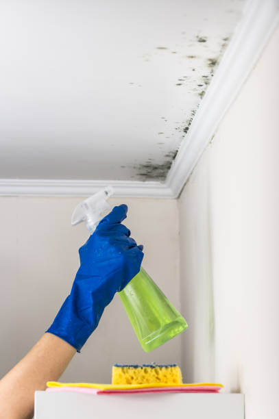 Best Mold Remediation  in West Jefferson, OH