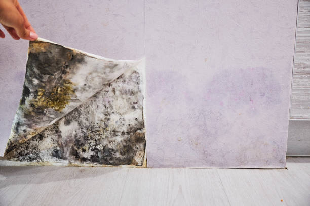 Best Mold Cleaning Services  in West Jefferson, OH